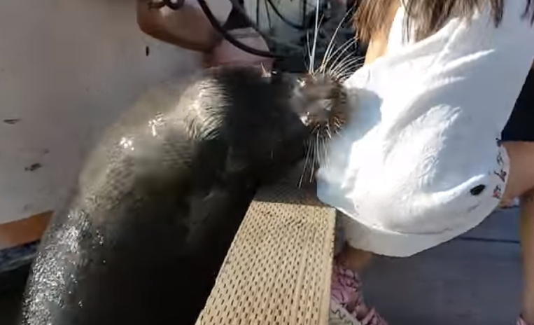 В Канаде морской лев схватил и утащил ребенка под воду / ВИДЕО