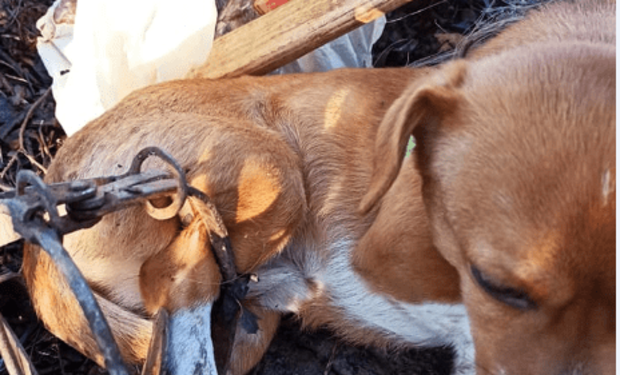 В Ужгороде собака попала в ловушку браконьеров.