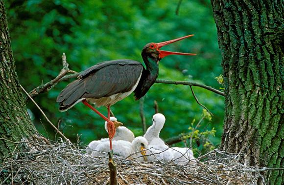 Исполняющие новые Санитарные правила в лесах Украины, работники государственной лесной охраны Перечинского лесхоза начали создавать охранные зоны вокруг гнезд краснокнижных птиц.
