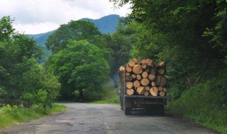 На території однієї із селищних рад Закарпаття виявлено незаконну порубку понад півсотні дерев різних видів.