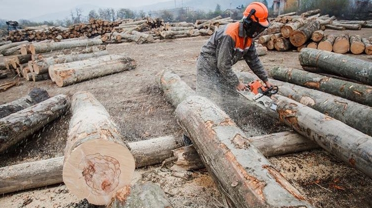 У розслідуванні йдеться, що у Великобичківському лісгоспі під час запланованих санітарних рубок зрізають здорові дерева, які купує Ikea.