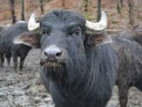 У мальовничому куточку Закарпаття, у Виноградівському, біля підніжжя Чорної Гори, знаходиться будинок Карпатський буйволів.