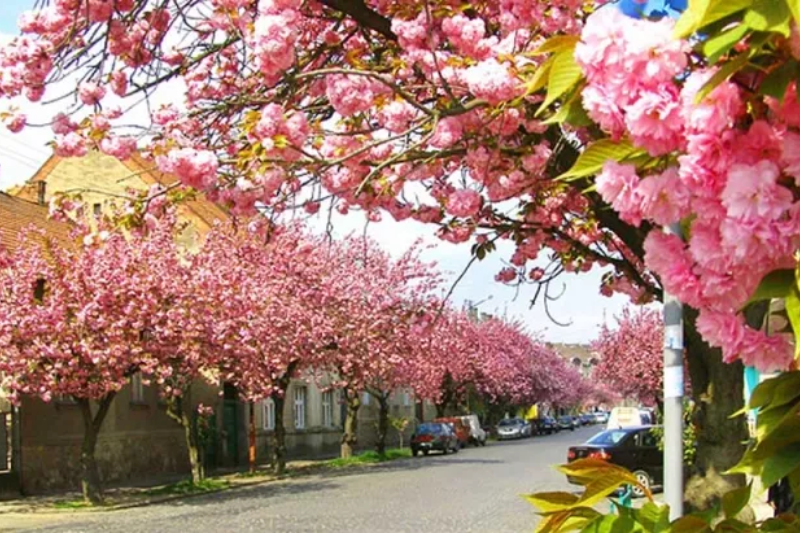 В Ужгороді спостерігають пік цвітіння японської вишні, яка на батьківщині в піднебесній символізує весну.