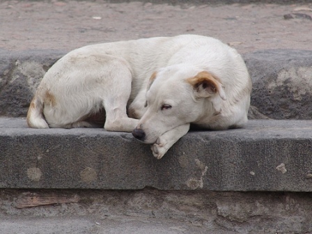 Задля зменшення популяції безхатніх тварин, всі мешканці Мукачева,які мають собак та котів й бажають їх простерелізувати, мають можливість зробити це безоплатно.