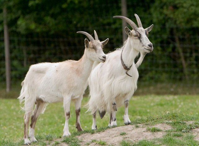 Стадо коз численностью 30 особей пропало в Ужгородской области