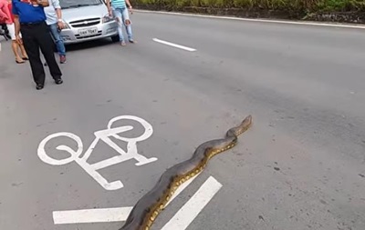 Змея цвета асфальта. Увидеть змею на дороге. 10 метровая анаконда в бразилии. Змеи абхазии полоз. Увидеть змею на дороге.