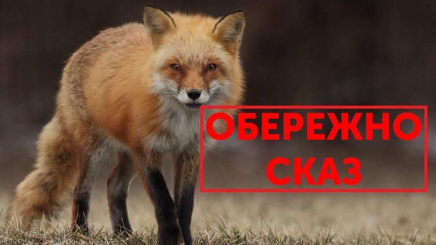 Сьогодні, 3 серпня, в селі Вільховиця Мукачівського району підтвердили сказ у лисиці.

