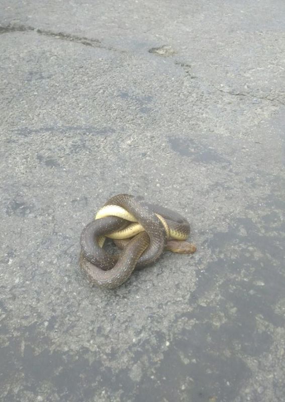 Саме полоз, або жовтобрюх, є одним із найбільших видів змій у Європі. Він не отруйний, але кусає таки боляче, як зауважують.