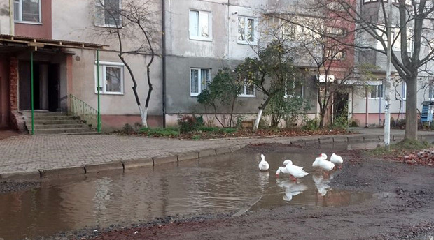 У Хусті, на вулиці Жайворонковій, де квартирує великий спальний район такі калюжі, що в них купаються качки, як у природній водоймі.
