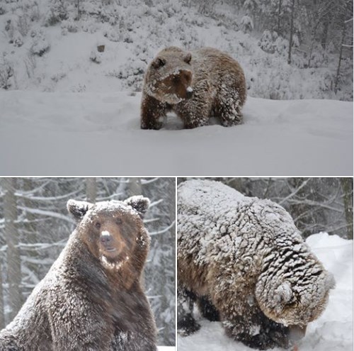 Реабілітаційний центр бурого ведмедя – єдиний у своєму роді не тільки в Україні, але й у Європі.