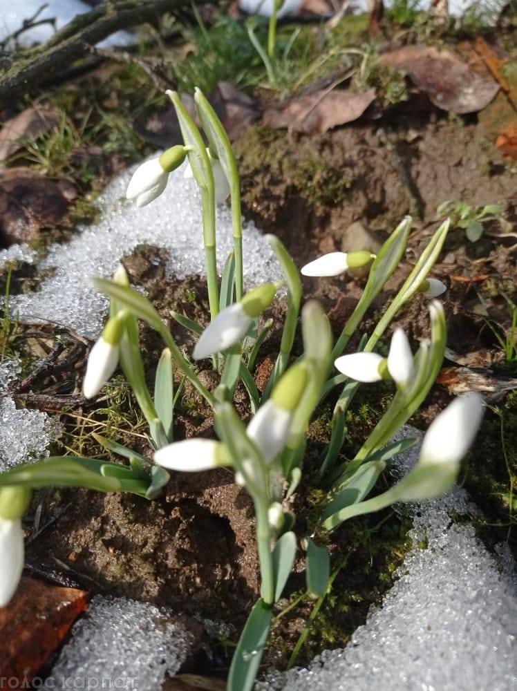 Найперші молочно-білі весняні квіти милують око в саду на Перечинщині.
