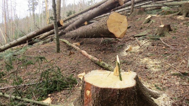 Судитимуть лісничого та майстра лісу ДП «Ясінянське лісове мисливське господарство», які допустили незаконну порубку дерев на майже 200 тисяч гривень.

