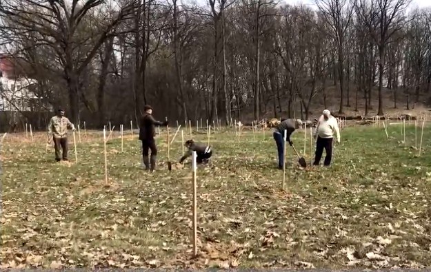 У Виноградові заклали новий парк з білого ясену (ВІДЕО)