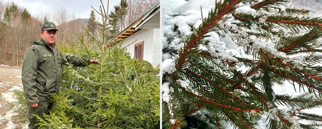 Более 5 тысяч новогодних елок от лесхозов было продано в период новогодних и рождественских праздников на Закарпатье.