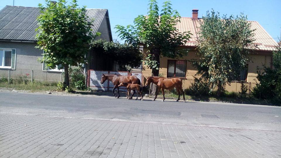 Сьогодні в містечку черговий раз помітили декількох коней на самовигулі.