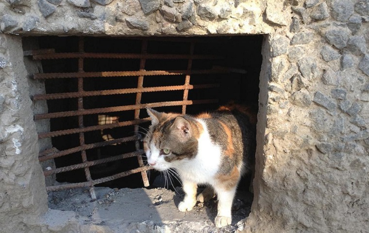 Міськрада Дніпра зобов'язала забезпечити безпритульним котам вільний доступ до підвалів і горищ у будинках, щоб вони могли ловити мишей.

