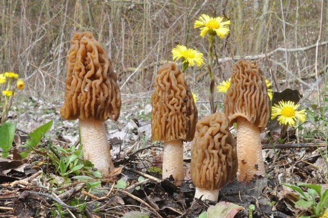 В Закарпатье уже начался весенний грибной сезон. Заядлые любители тихой охоты уже собирают первые грибы.