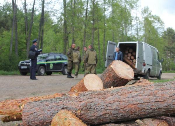 Станом на червень у лісовому фонді підприємств Закарпатського ОУЛМГ зафіксовано 187 випадків незаконних рубок, загальною масою 768 кбм.