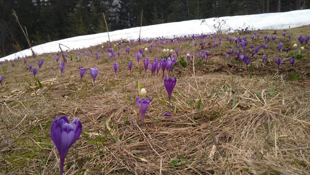 У той час, як у Тячеві вже починають квітнути сакури, у горах Кедринського лісництва ДП «Брустурянське ЛМГ» весна тільки починається. 