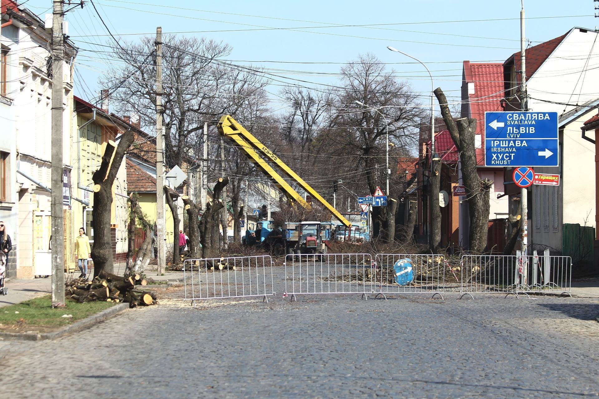 В Мукачево обследуют и уберут аварийные деревья