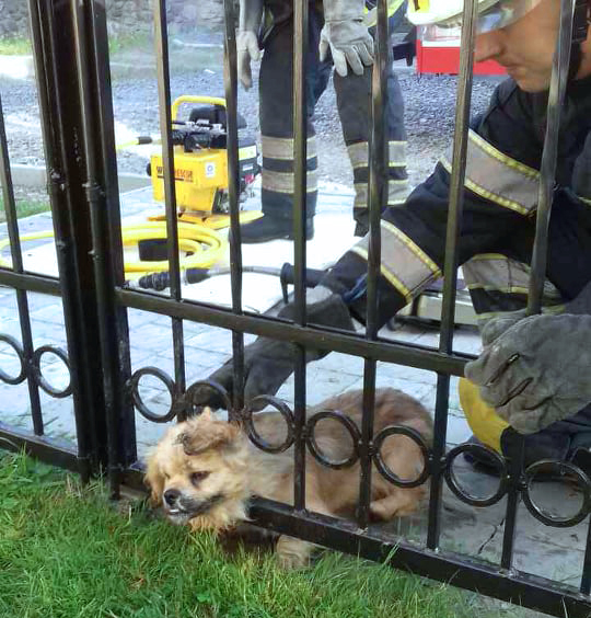 Сьогодні, 21 серпня, о 08:15 до рятувальників м. Хуст зателефонували стурбовані жителі вул. Г. Петріва й повідомили, що потрібна допомога маленькому собаці.
