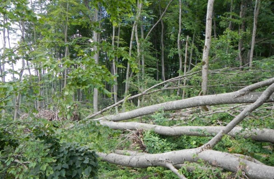 Лісівники Свалявського держлісгоспу підраховують збитки після стихійних буревіїв. За попередніми даними, сильний буревій, який пронісся на початку червня пошкодив 7,5 гектарів лісу.  
