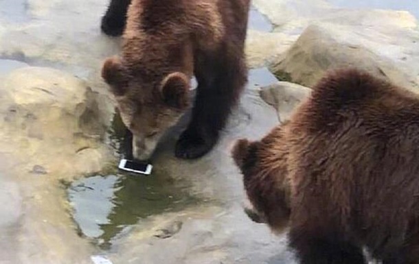 Чоловік переплутав смартфон з морквою для годування тварин і жбурнув його в вольєр до ведмедів.
