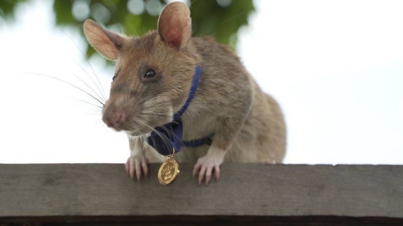 Крыса Магау, награжденная золотой медалью за героизм, была привлечена к отставке. Он искал мины в Камбодже.