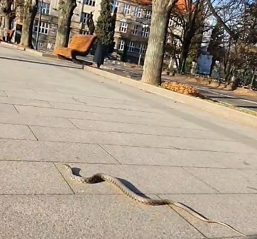 "Грудневий шок": в Ужгороді на Набережній зафіксували змію великих розмірів (ВІДЕО)