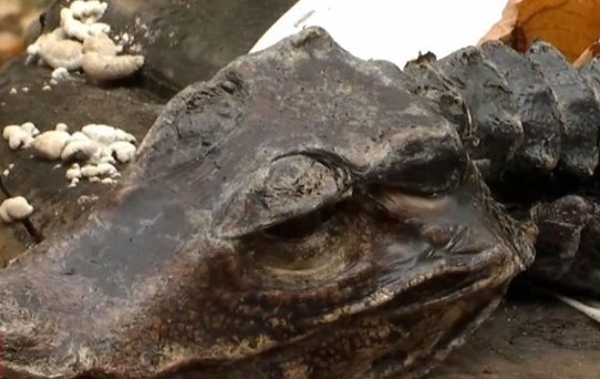 Маленьку рептилію знайшли у центрі Києва. Зоолог вважає, що тварину намагалися лікувати, але вона померла.