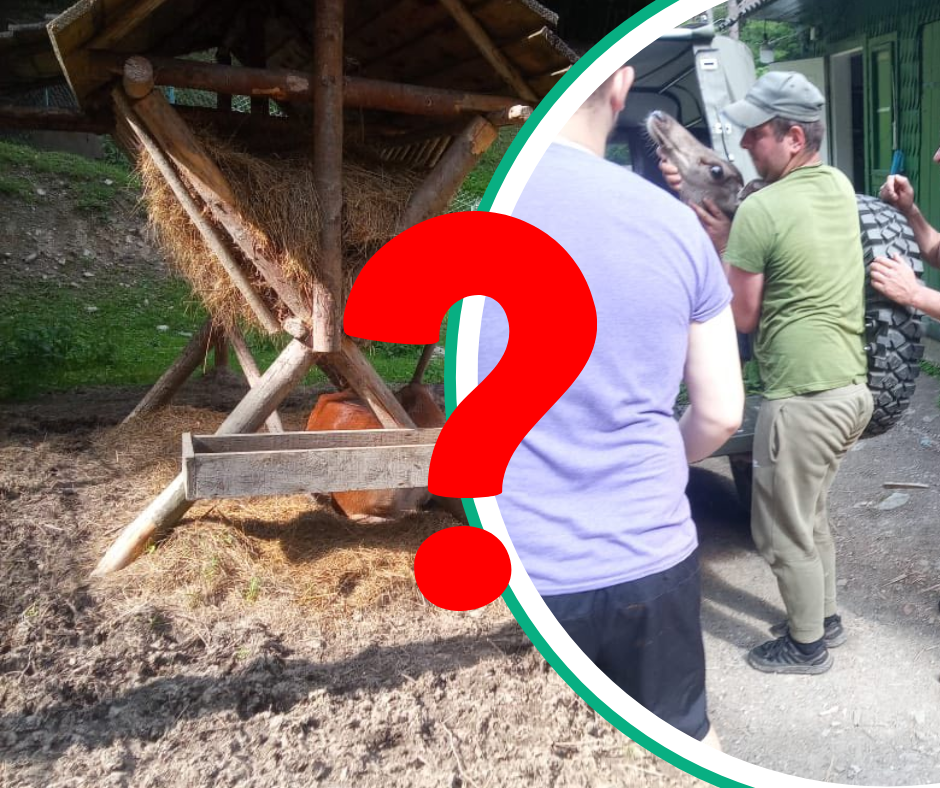 Волала про допомогу, як "різана": закарпатські прикордонники врятували диво природи (ФОТО)
