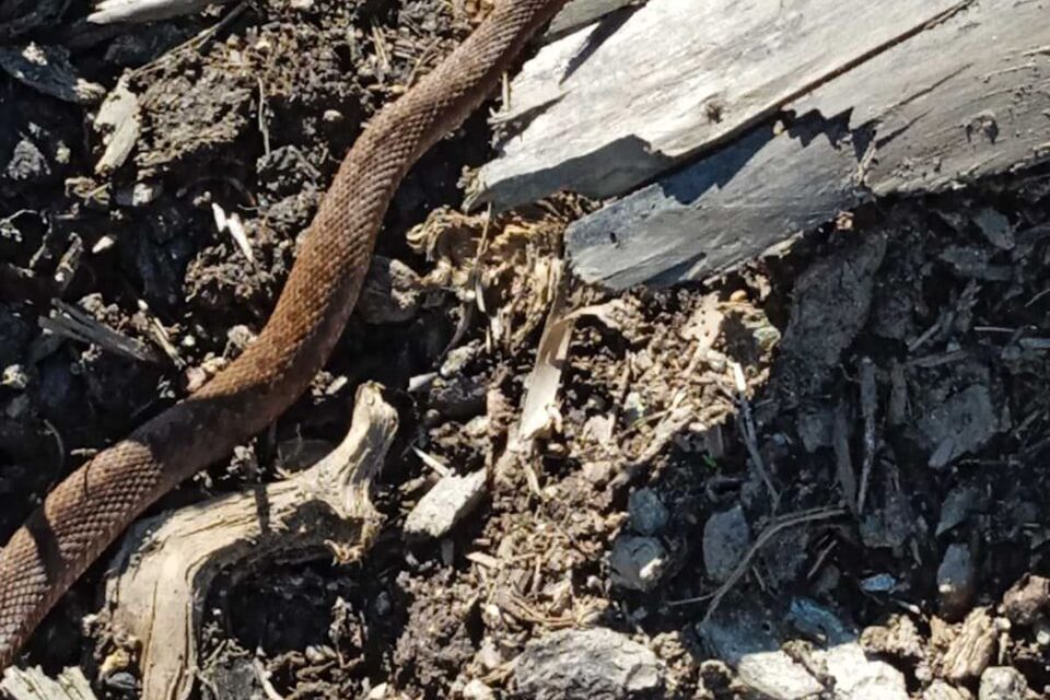 В Раховском районе многим любителям сбора ягод и грибов приходится сталкиваться с ядовитыми змеями, даже во дворе местные жители часто могут встретить такого «гостя»