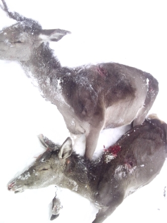 На 669-му кілометрі траси Київ-Чоп невідомі на машині розстріляли стадо оленів.

