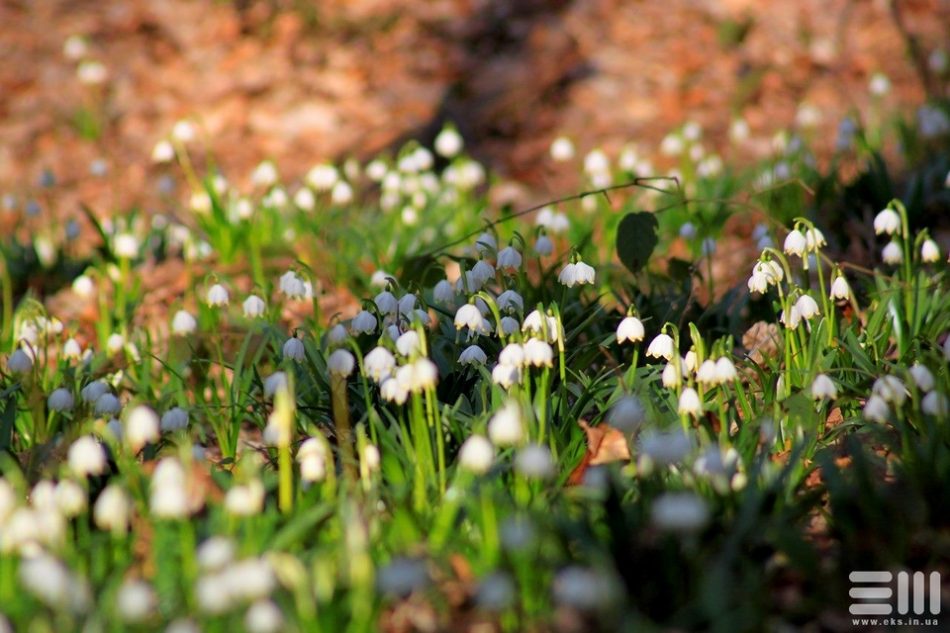 На Закарпатті почали квітнути білоцвіти. Топові локації для милування ними — на Мукачівщині, Свалявщині, поблизу Іршави та Хуста, в знаменитій Долині нарцисів.
