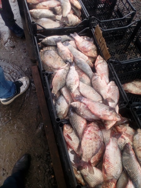 18 листопада під час здійснення рибоохоронної роботи на ринках м. Ужгород працівниками Закарпатського рибоохоронного патруля було вилучено 100 кг карася.