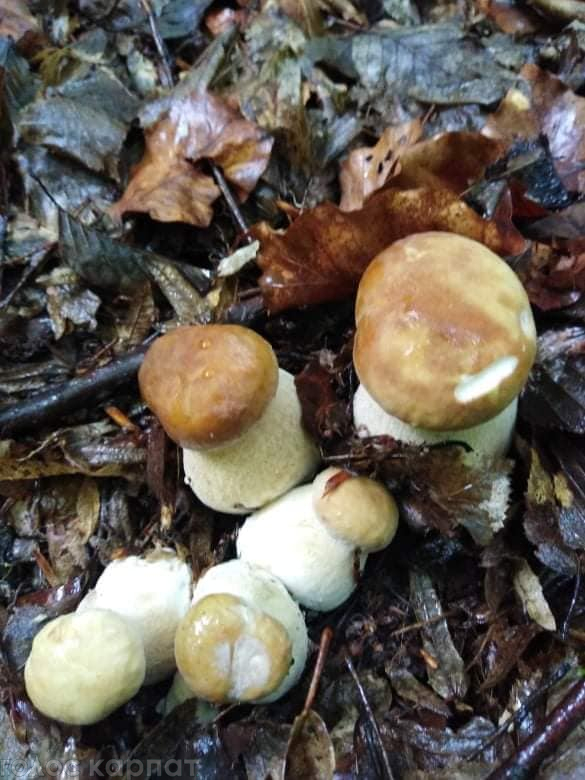 В этом году в Закарпатье в большинстве областей не попали грибы.
