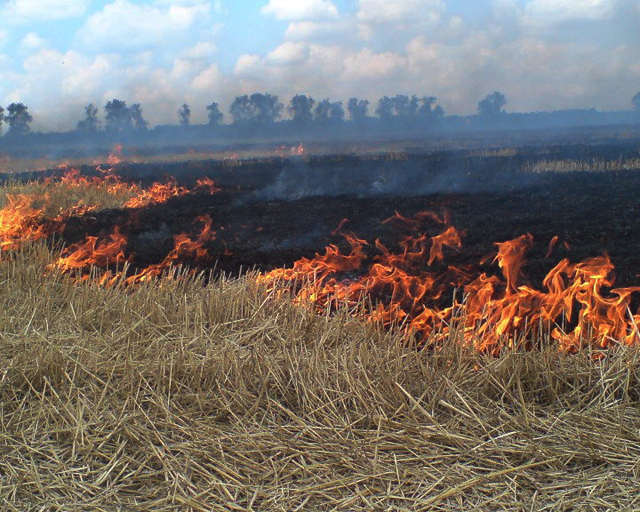 Намеренное сжигание кустарников и сухой травы несут значительную угрозу распространения пожаров на лесные массивы, загрязнение окружающей среды.