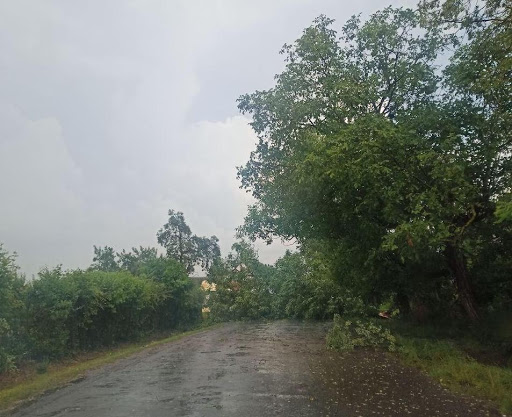На вулиці Шкільній у селі Концово Ужгородського району внаслідок погодніх умов дерево впало на дорогу.