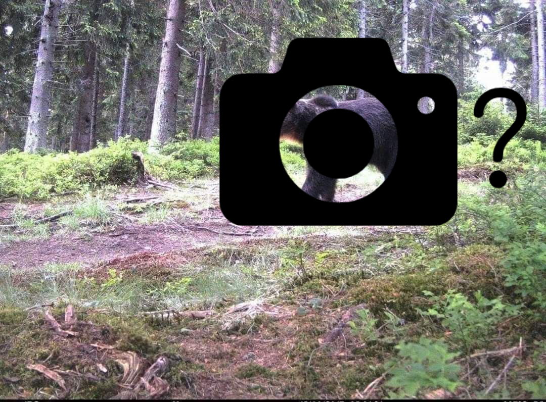 Фотопастка допомогла лісівникам Мокрянського ЛМГ зафіксувати одного з представників лісової фауни - бурого ведмедя.