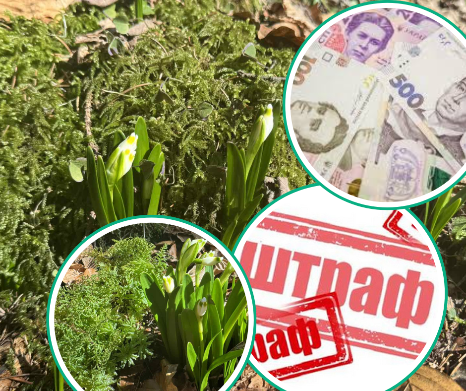 Закарпатців можуть оштрафувати на 3 655 грн: весняна заборона загрожує ретельними перевірками (ФОТО)
