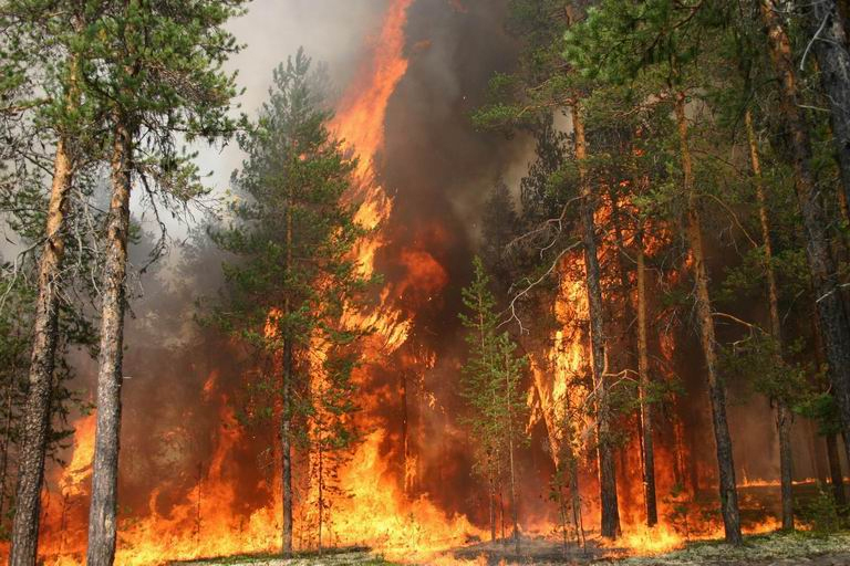 В Закарпатской области, учитывая сильную жару, которая продлится на территории края в течение ближайших дней, наблюдается высокая (4 класс), местами чрезвычайная (5-й класс) пожарная опасность. 