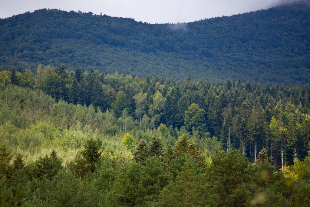 Дія сертифікату FSC для Брустурянського ДЛМГ призупинена з 1 лютого. Це означає, що лісгосп не може відпускати лісопродукцію, марковану як FSC-сертифіковану.


