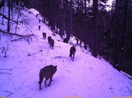 Минулого тижня лісівники Рахівщини знайшли рештки козулі, яку загризли вовки. В угіддях держлісгоспу це вже не перший випадок знищення копитної тварини хижаками .
