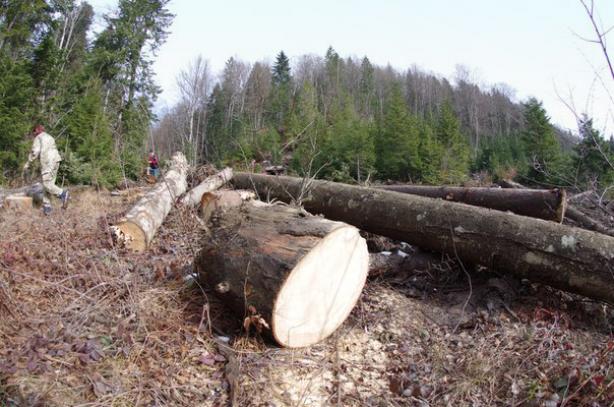 Україна, посідаючи останнє місце в Європі за обсягом заготовленої деревини — 0,5 кубометра на 1000 жителів, позиціонує себе чи не найбільшим в Європі експортером круглого лісу.