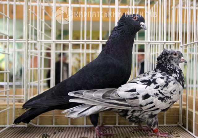 Близько півсотні голубників з усього Закарпаття зібралися в обласному центрі, аби продемонструвати кращих голубів декоративних та спортивних порід.