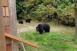 Житель канадського міста Вікторія Джордан Коут зауважив у дворі свого будинку ведмедицю з двома дитинчатами. Він чемно попросив їх піти, і тварини його послухалися.