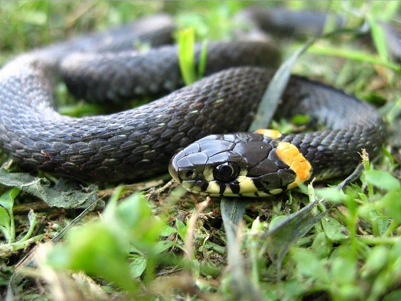 Недавно в Раховском районе змея во дворе местных жителей вызвала ажиотаж в половине села, но, как оказалось, это была простая змея. 