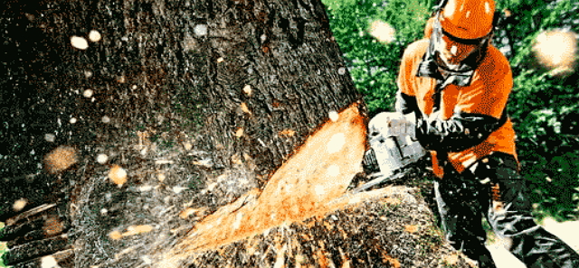 На Рахівщині місцевому підприємцю оголошено про підозру у незаконній порубці дерев вартістю понад 650 тис грн.
