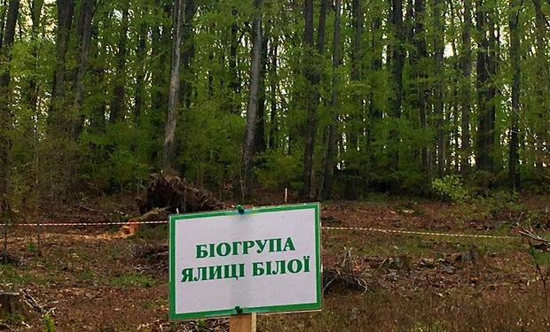 Сегодня будет засажено лес на двух гектарах земли вдоль украинско-словацкой границы в Ужгородском районе.
