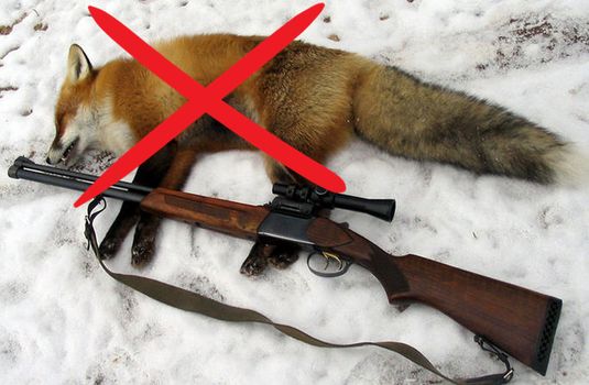Мисливці йдуть на полювання з поліцейськими: на Закарпатті взялися за лисиць 